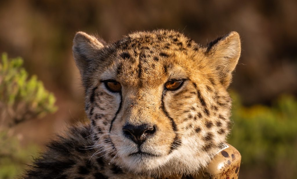 Cheetahs have returned! Kuno Park in MP will soon be home to huge cats from Africa.